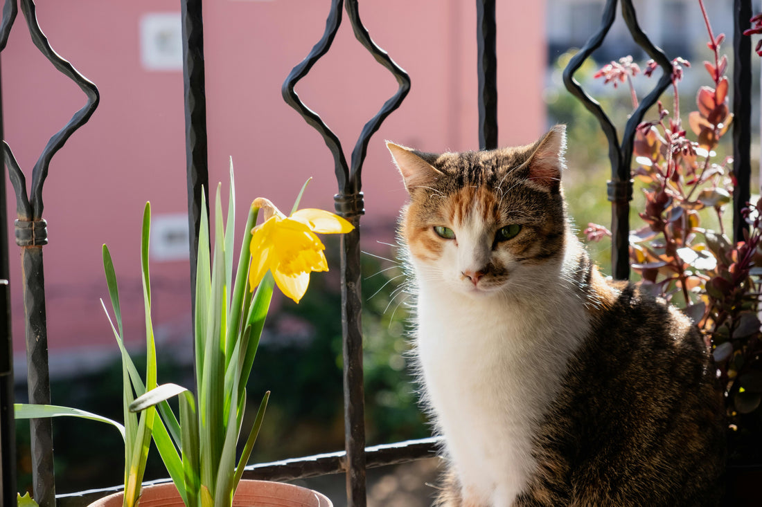 Peaceful cat resting by a sunny window after using hemp calming supplements for cats.