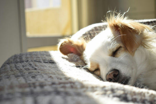 Relaxed golden retriever lying calmly indoors after taking natural hemp calming chews for dogs.