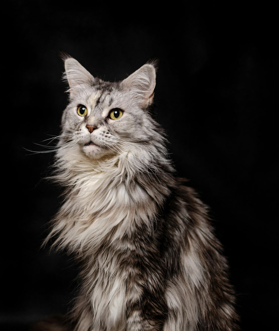 Healthy dog and cat with shiny coat sitting together after omega-3 supplement for pets.