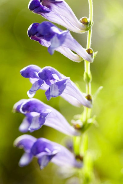 Natura Petz Bug Off — Flea, Tick & Pest Defense Meal Topper