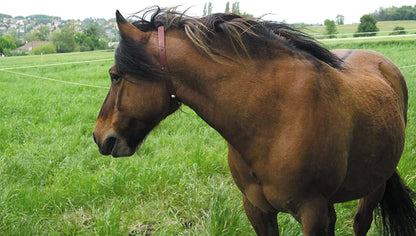 ALZOO Herbal Horse Collar